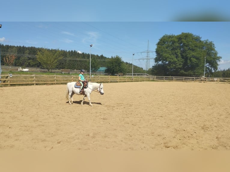 Kuc walijski sekcji A Klacz 13 lat 115 cm Siwa in Elterlein