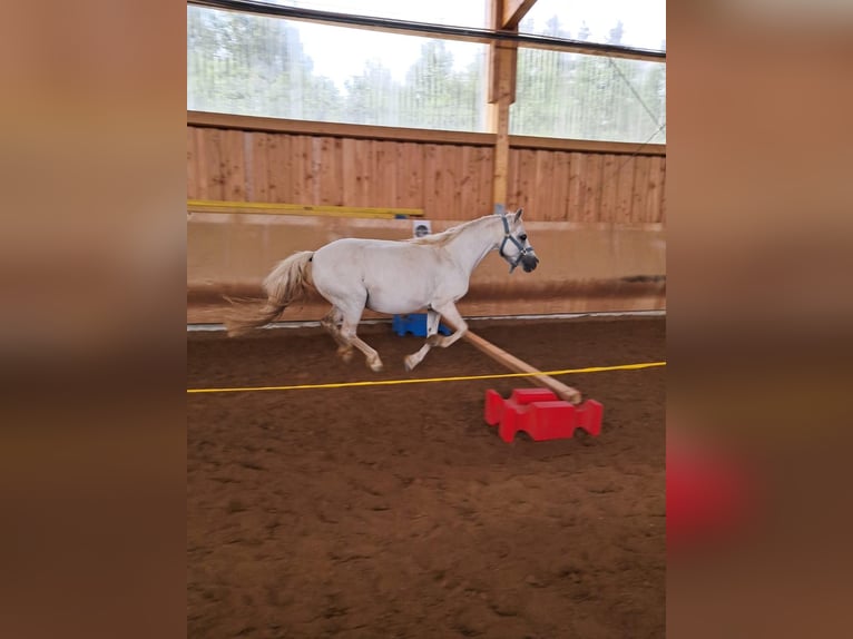 Kuc walijski sekcji A Klacz 13 lat 115 cm Siwa in Elterlein