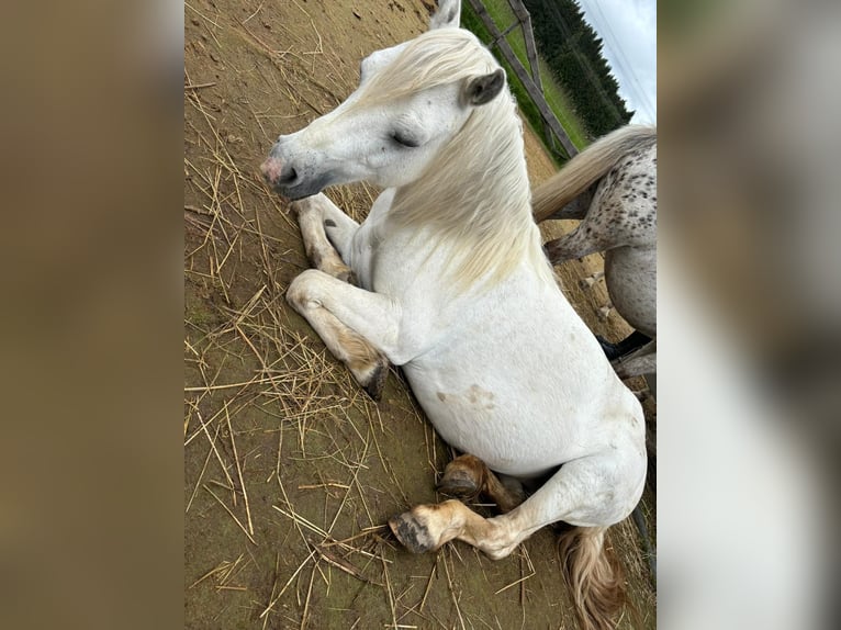 Kuc walijski sekcji A Klacz 13 lat 115 cm Siwa in Elterlein