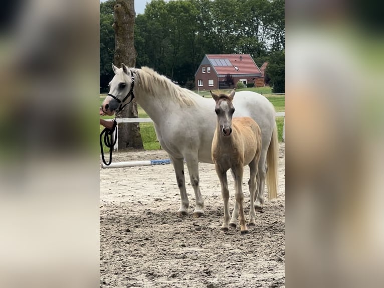 Kuc walijski sekcji A Klacz 13 lat 116 cm Siwa in Bielefeld