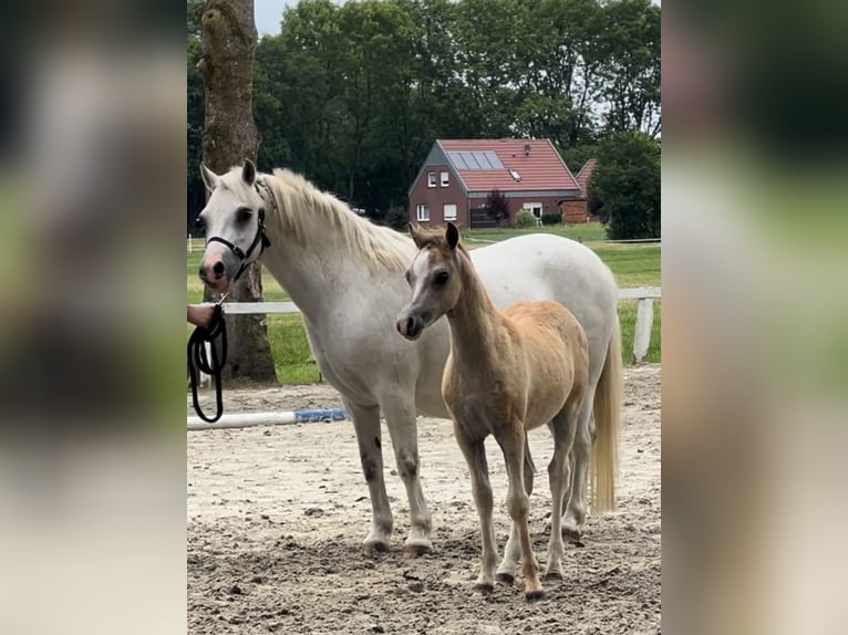 Kuc walijski sekcji A Klacz 13 lat 116 cm Siwa in Bielefeld