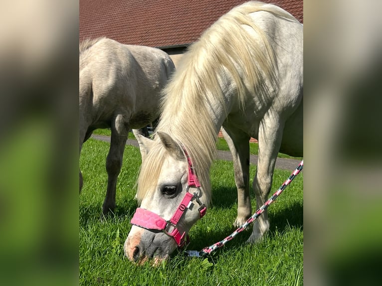 Kuc walijski sekcji A Klacz 13 lat 116 cm Siwa in Bielefeld