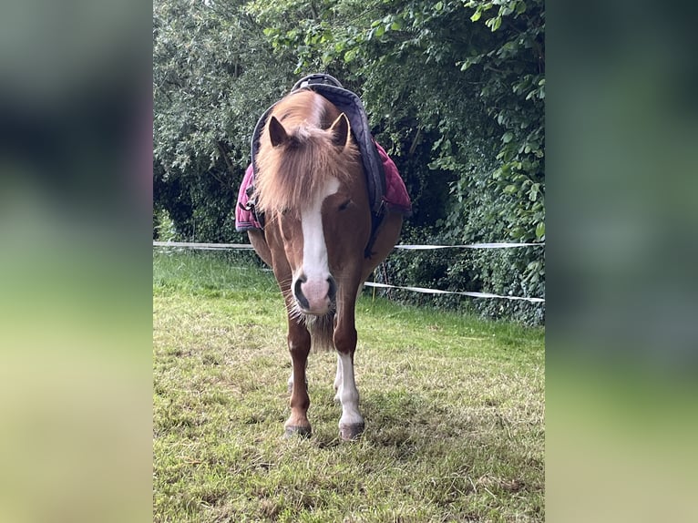 Kuc walijski sekcji A Klacz 13 lat 117 cm Kasztanowata in Sleidinge