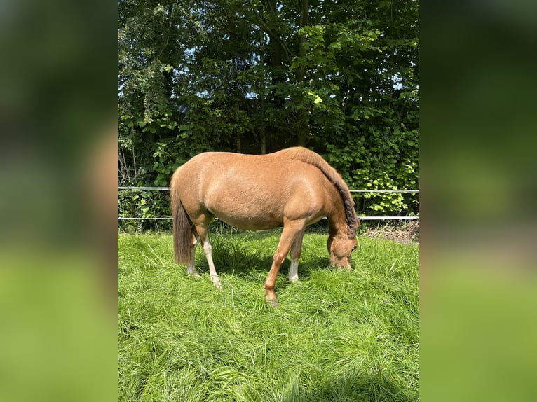 Kuc walijski sekcji A Klacz 13 lat 117 cm Kasztanowata in Sleidinge