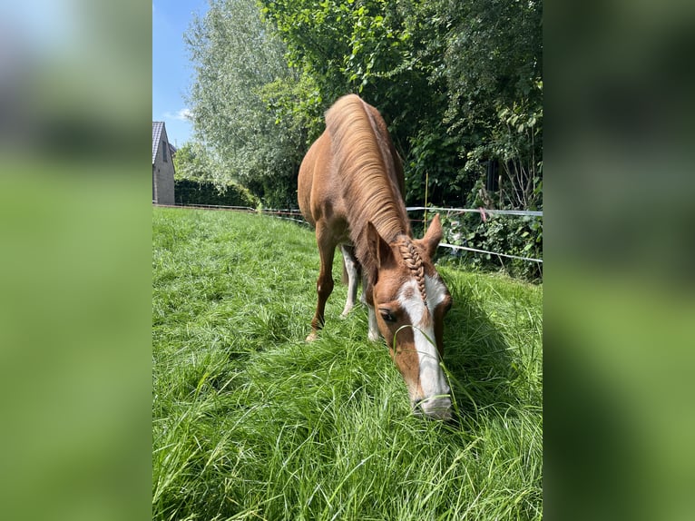 Kuc walijski sekcji A Klacz 13 lat 117 cm Kasztanowata in Sleidinge