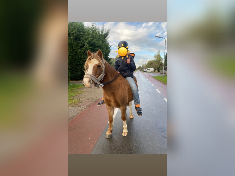 Kuc walijski sekcji A Klacz 13 lat 117 cm Kasztanowata in Sleidinge