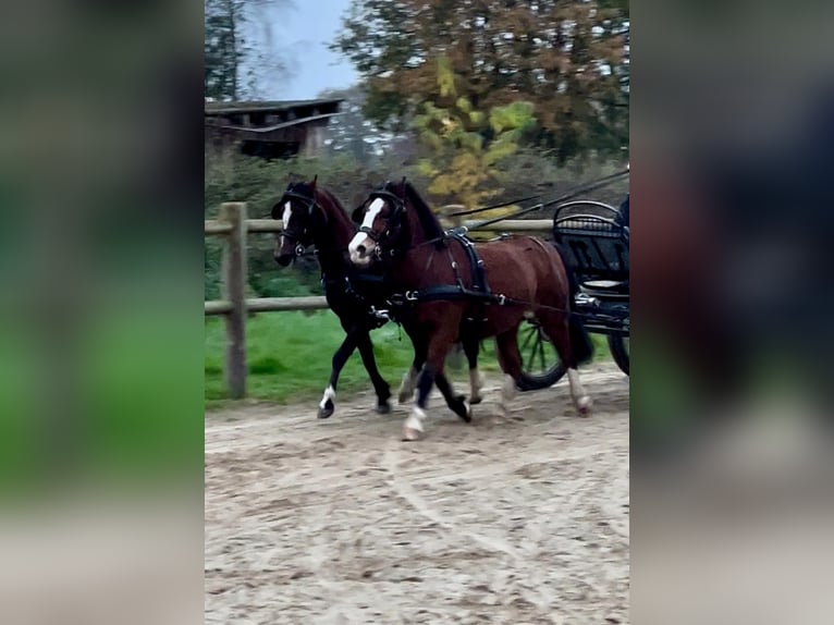 Kuc walijski sekcji A Klacz 13 lat 118 cm Gniada in AHalle