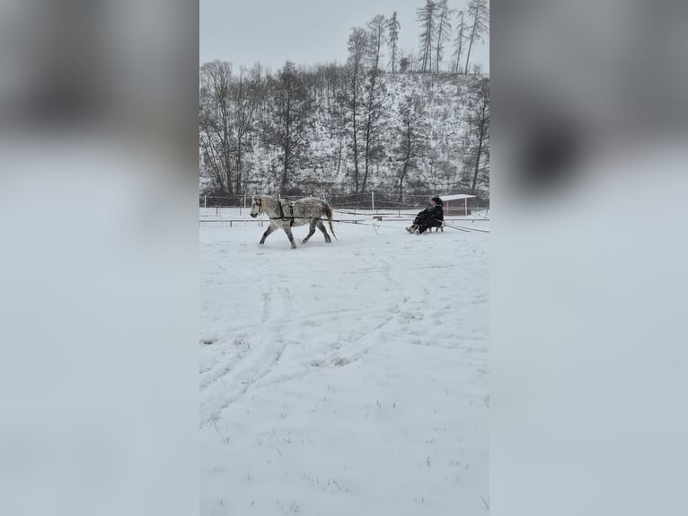 Kuc walijski sekcji A Mix Klacz 13 lat 118 cm Siwa jabłkowita in Regnitzlosau