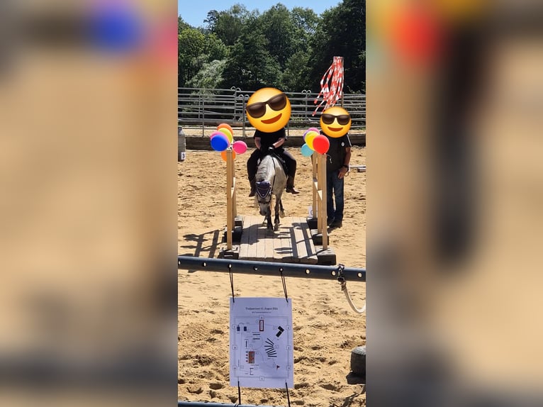 Kuc walijski sekcji A Mix Klacz 13 lat 118 cm Siwa jabłkowita in Regnitzlosau