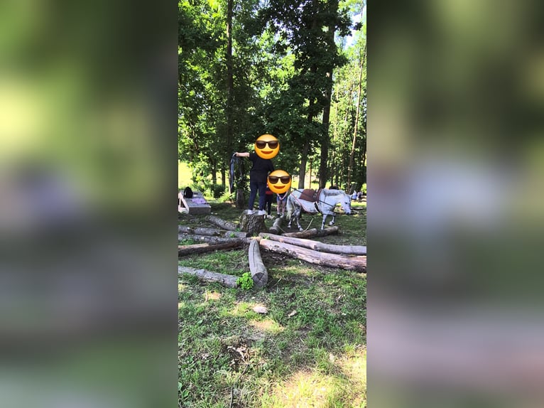 Kuc walijski sekcji A Mix Klacz 13 lat 118 cm Siwa jabłkowita in Regnitzlosau