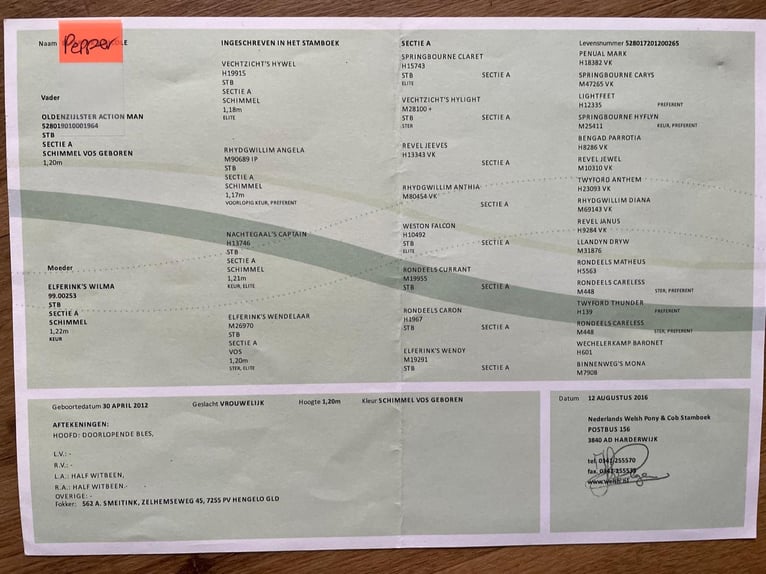 Kuc walijski sekcji A Klacz 13 lat 120 cm Siwa in Rimbach