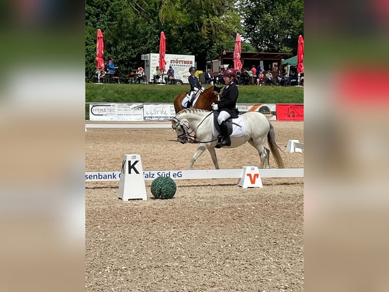 Kuc walijski sekcji A Klacz 13 lat 120 cm Siwa in Rimbach