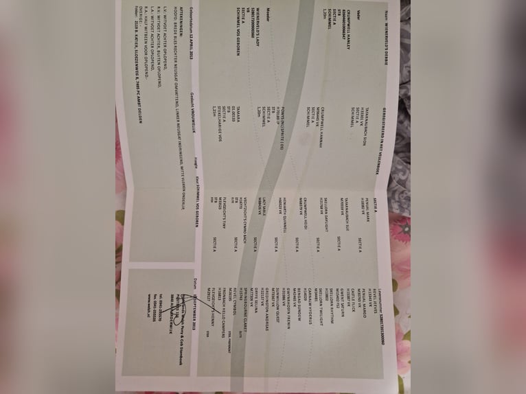 Kuc walijski sekcji A Klacz 13 lat 124 cm Siwa in Sendenhorst