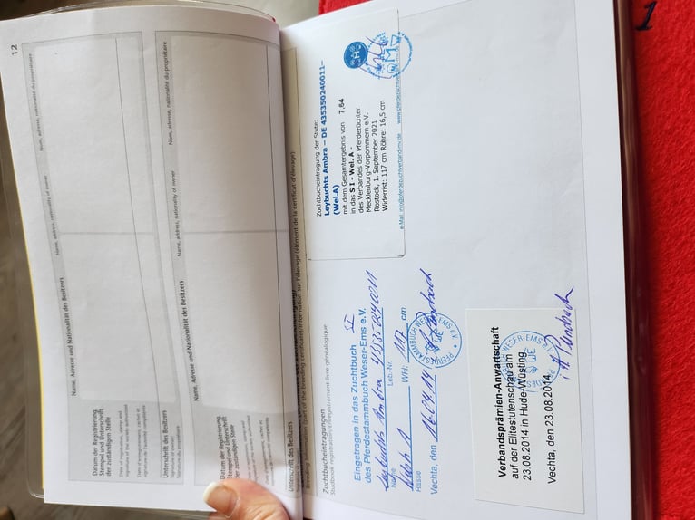 Kuc walijski sekcji A Klacz 14 lat 117 cm Jelenia in Dierhagen