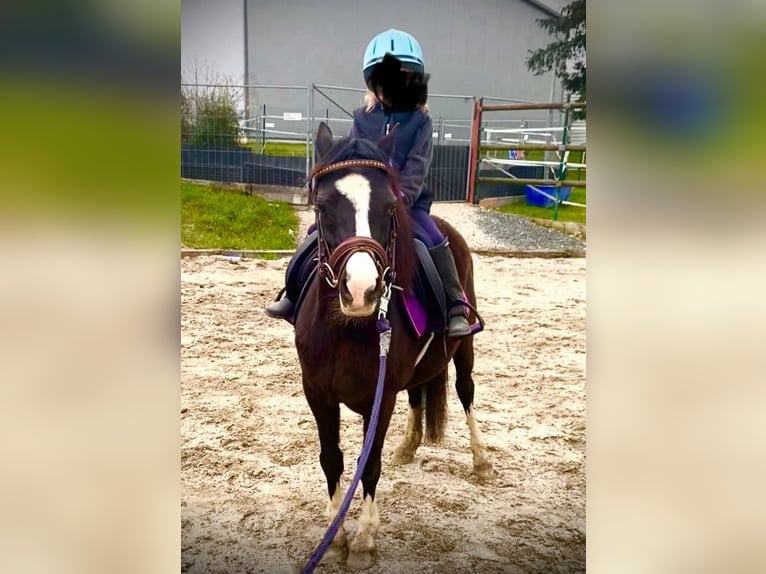 Kuc walijski sekcji A Klacz 14 lat 120 cm Kara in Nabburg