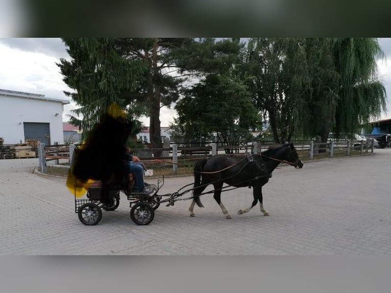 Kuc walijski sekcji A Klacz 14 lat 120 cm Kara in Nabburg