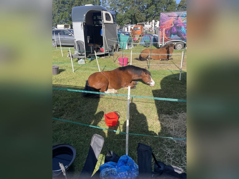 Kuc walijski sekcji A Klacz 14 lat 121 cm Gniada in Oeversee