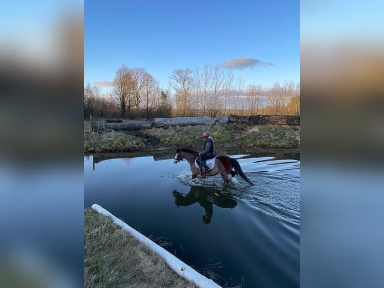 Kuc walijski sekcji A Klacz 14 lat 121 cm Gniada in Oeversee