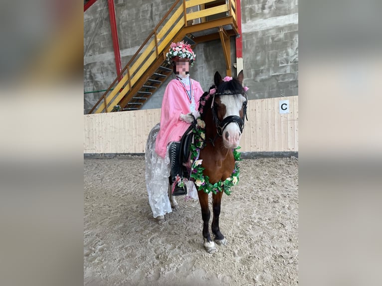 Kuc walijski sekcji A Klacz 14 lat 121 cm Gniada in Oeversee