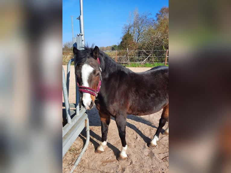Kuc walijski sekcji A Klacz 14 lat 125 cm Ciemnogniada in Gifhorn