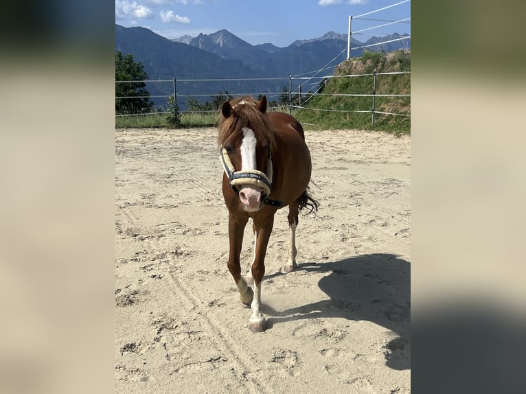 Kuc walijski sekcji A Klacz 14 lat 125 cm Kasztanowata in Thüringerberg