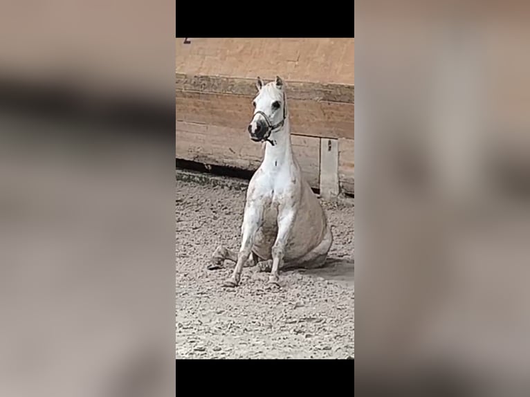 Kuc walijski sekcji A Klacz 14 lat 125 cm Siwa in Augsburg