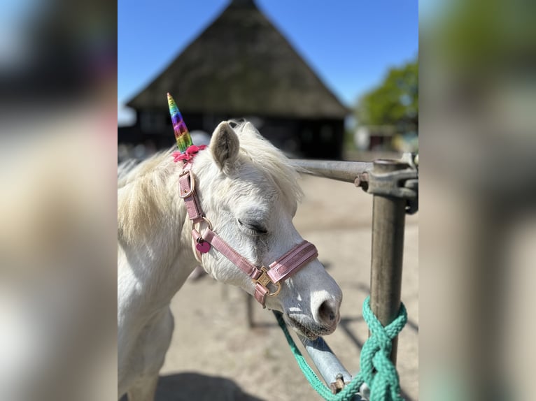 Kuc walijski sekcji A Klacz 15 lat 114 cm Siwa in Wohltorf