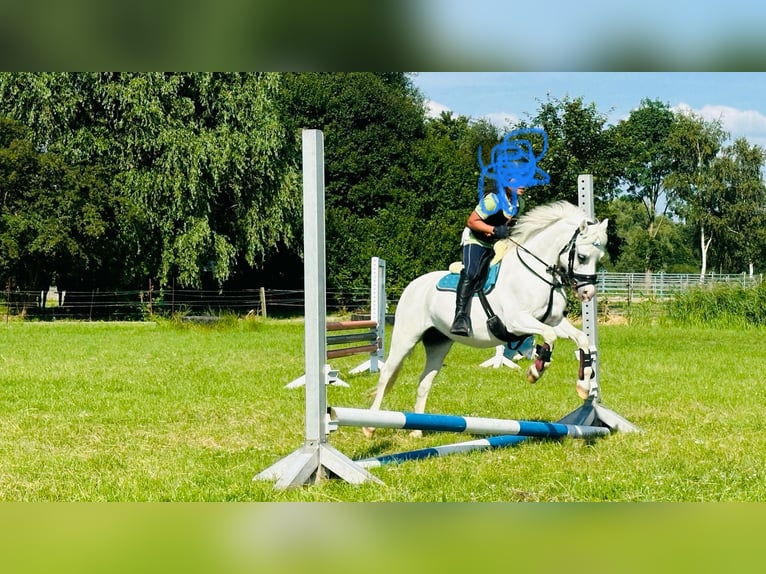 Kuc walijski sekcji A Klacz 15 lat 114 cm Siwa in Wohltorf