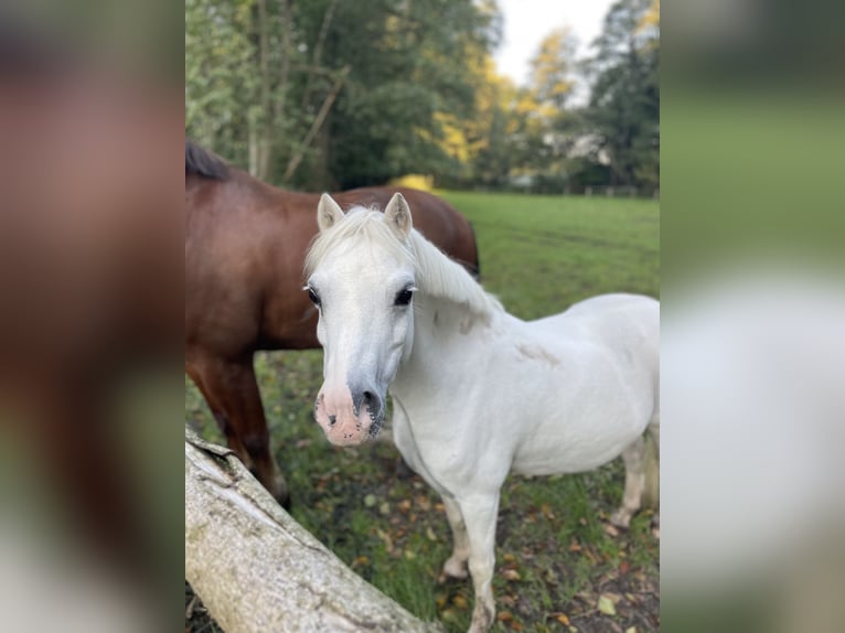 Kuc walijski sekcji A Klacz 15 lat 114 cm Siwa in Wohltorf