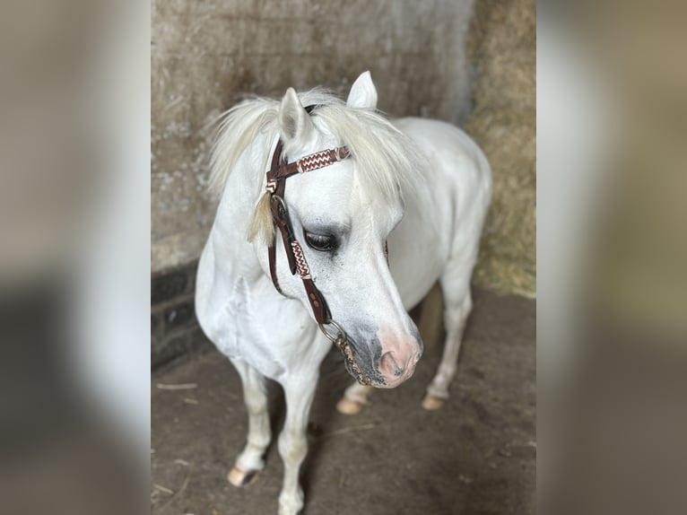 Kuc walijski sekcji A Klacz 15 lat 114 cm Siwa in Wohltorf