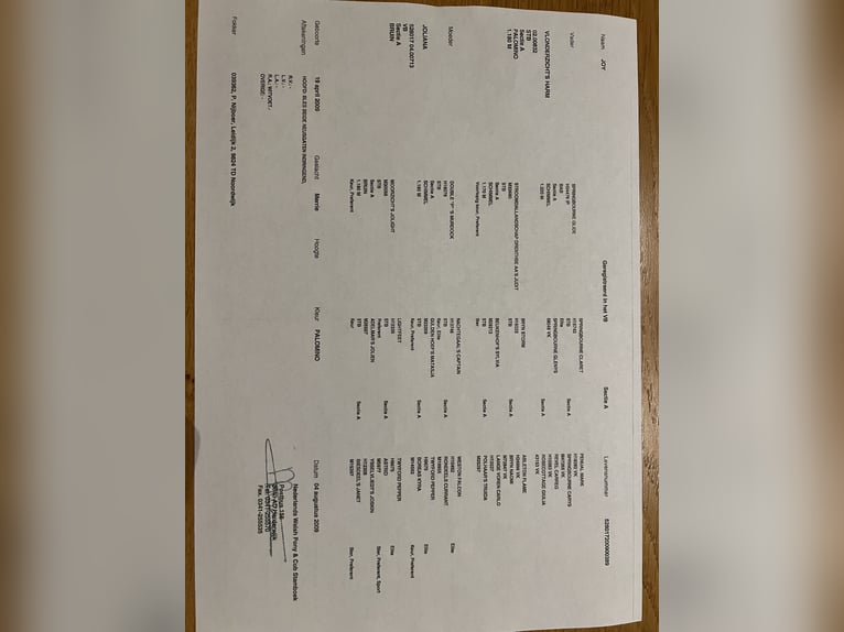 Kuc walijski sekcji A Klacz 15 lat 117 cm Izabelowata in Turnhout