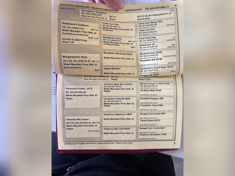 Kuc walijski sekcji A Klacz 15 lat 118 cm Gniada in Zwingenberg