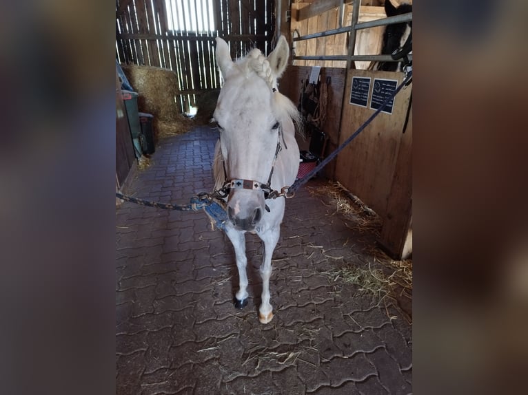 Kuc walijski sekcji A Mix Klacz 16 lat 110 cm Siwa in St.Georgen