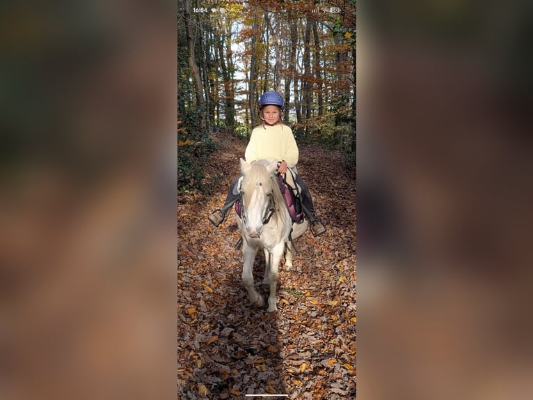 Kuc walijski sekcji A Mix Klacz 16 lat 114 cm Siwa w hreczce in Swisttal