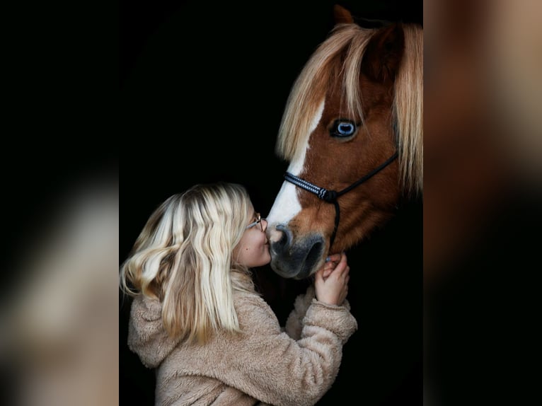 Kuc walijski sekcji A Klacz 16 lat 119 cm Kasztanowata in Lindlar