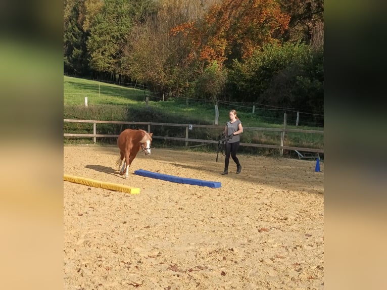 Kuc walijski sekcji A Klacz 16 lat 119 cm Kasztanowata in Lindlar