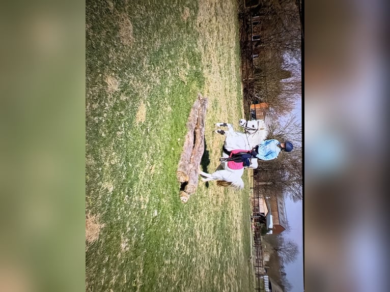 Kuc walijski sekcji A Klacz 16 lat 121 cm Siwa in Hoisdorf