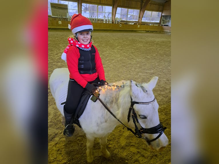 Kuc walijski sekcji A Klacz 16 lat 123 cm Siwa in Memmingen