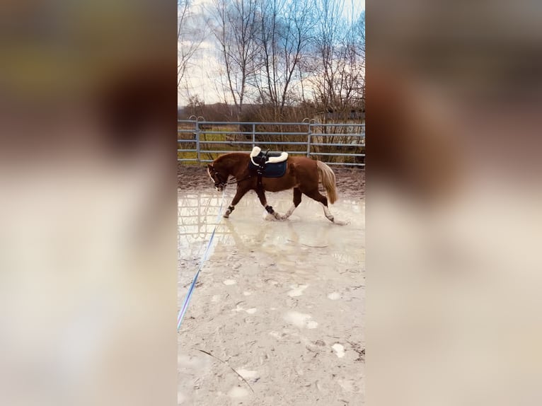 Kuc walijski sekcji A Klacz 17 lat 120 cm Kasztanowata in Niederaula