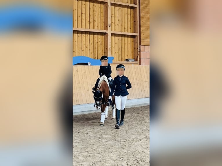 Kuc walijski sekcji A Klacz 17 lat 120 cm Kasztanowata in Niederaula