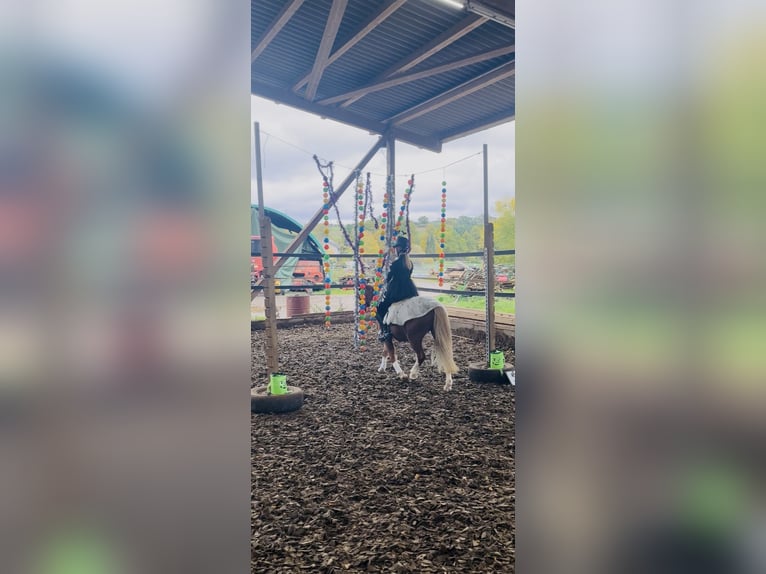 Kuc walijski sekcji A Klacz 17 lat 120 cm Kasztanowata in Niederaula