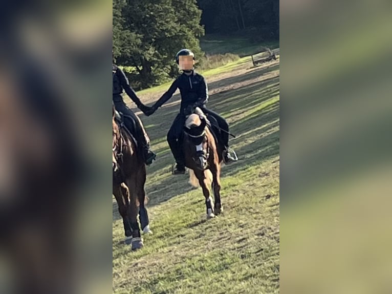 Kuc walijski sekcji A Klacz 17 lat 120 cm Kasztanowata in Niederaula