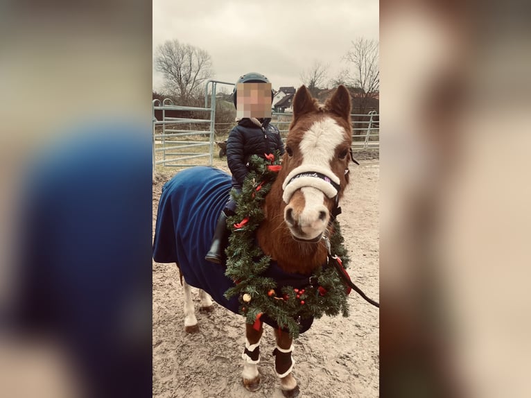 Kuc walijski sekcji A Klacz 17 lat 120 cm Kasztanowata in Niederaula