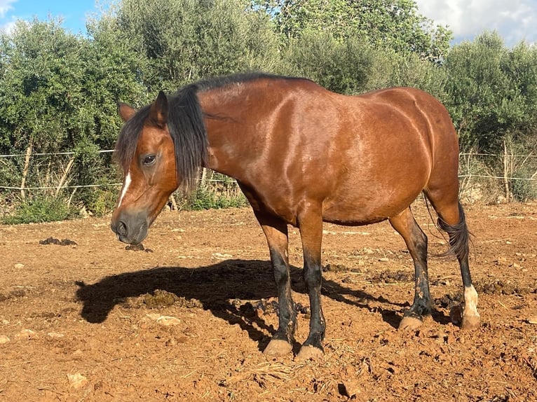 Kuc walijski sekcji A Klacz 17 lat 125 cm Gniada in Felanitx