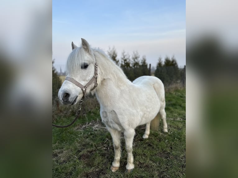 Kuc walijski sekcji A Klacz 18 lat 122 cm Siwa jabłkowita in Kerken