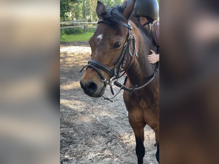 Kuc walijski sekcji A Klacz 19 lat 116 cm Gniada in Osterwald