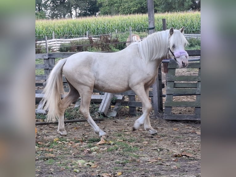 Kuc walijski sekcji A Klacz 1 Rok 113 cm Izabelowata in Steenbergen