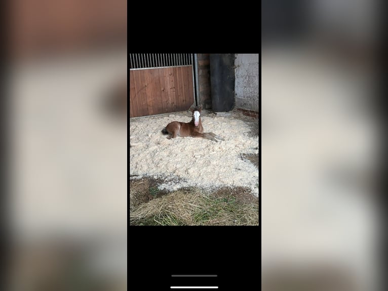 Kuc walijski sekcji A Klacz 1 Rok Gniada in Weimar