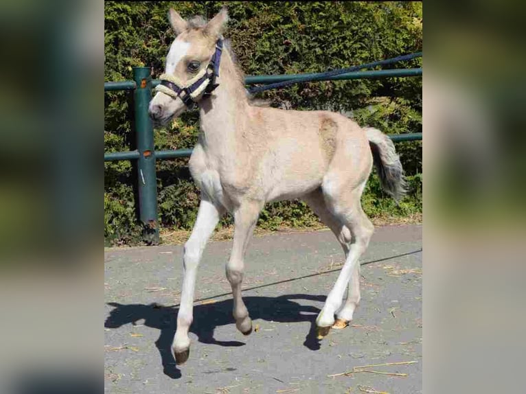 Kuc walijski sekcji A Klacz 20 lat 115 cm Jelenia in Herzberg