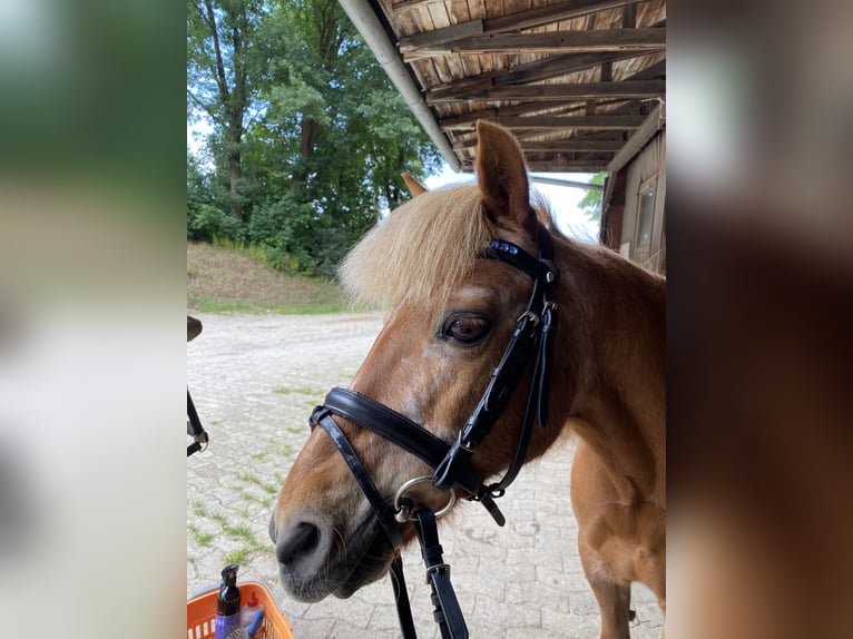 Kuc walijski sekcji A Mix Klacz 22 lat 110 cm Kasztanowata in Winsen (Aller)